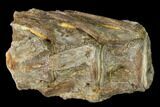 Fossil Fish (Ichthyodectes) Dorsal Vertebrae - Kansas #136478-1
